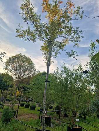 Sorbus auc. Edulis