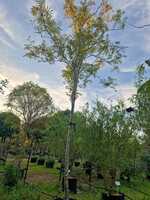 Sorbus auc. Edulis