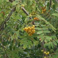 Sorbus auc. Edulis