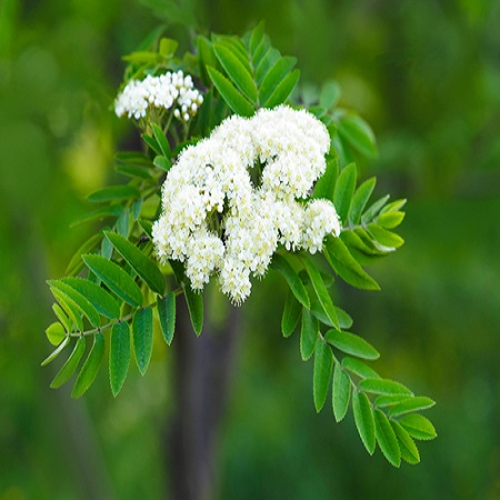 Sorbus auc. Edulis