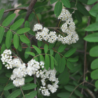 Sorbus auc. Pendula