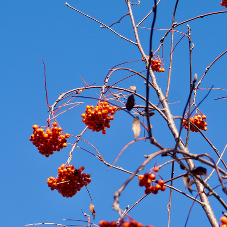 Sorbus auc. Rossica Major - image 3