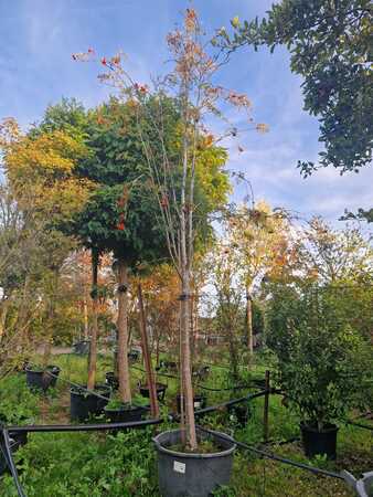 Sorbus auc. Rossica Major - image 4