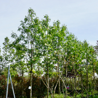 Sorbus auc. Rossica Major - image 1