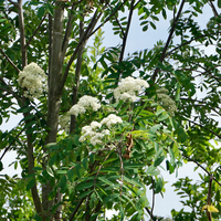Sorbus auc. Rossica Major - image 2