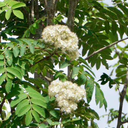 Sorbus auc. Sheerwater Seedling | Order online @ Tendercare