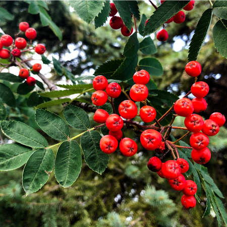 Sorbus auc. Sheerwater Seedling | Order online @ Tendercare