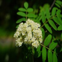 Sorbus intermedia