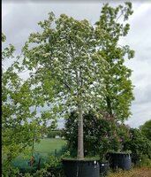 Sorbus intermedia