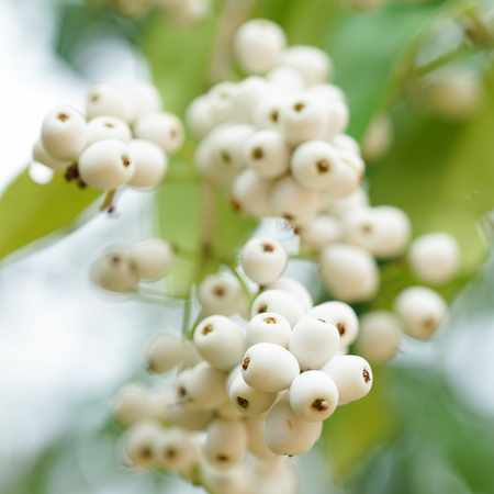 Sorbus White Wax | Order online @ Tendercare