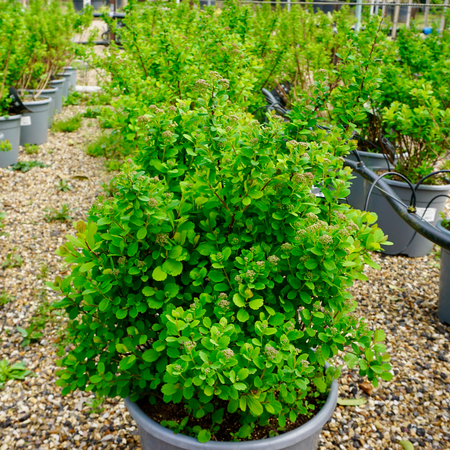 Spiraea betulifolia Tor - image 1