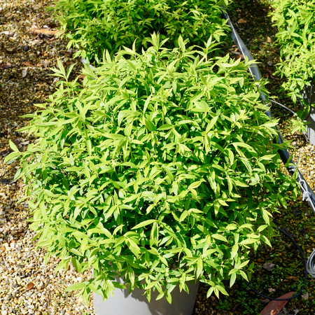 Spiraea jap. Albiflora