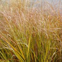 Stipa arundinacea