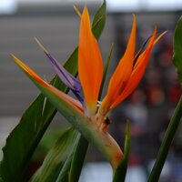 Strelitzia reginae - image 2