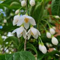 Styrax jap. June Snow - image 2
