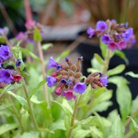 Symphytum ibe. Wisley Blue - image 2