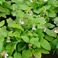 Symphytum ibe. Wisley Blue - image 1