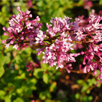 Syringa Bloomerang Pink Perfume