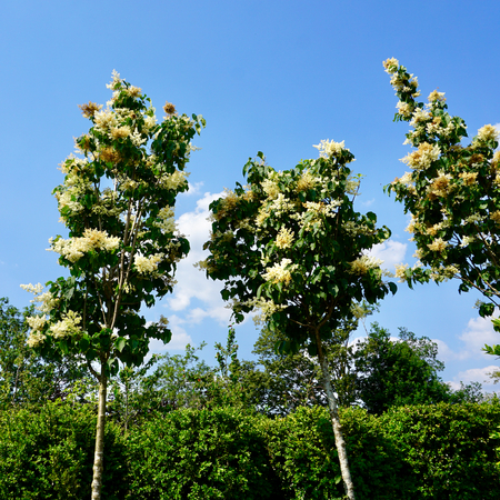 Syringa reticulata Ivory Silk - image 3