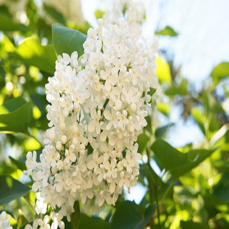 Syringa reticulata Ivory Silk - image 2