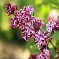 Syringa vul. And an Ludwig Spath