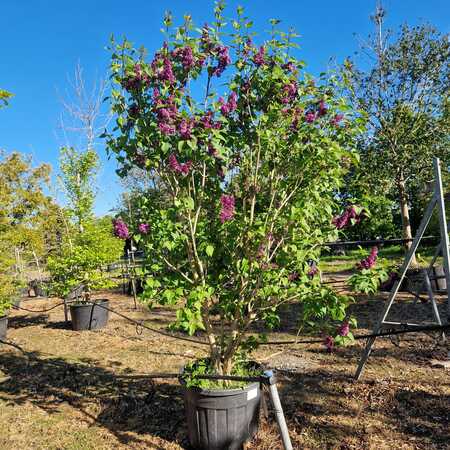 Syringa vul. Charles Joly