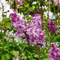 Syringa vul. Katherine Havemeyer