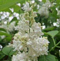 Syringa vul. Madame Lemoine