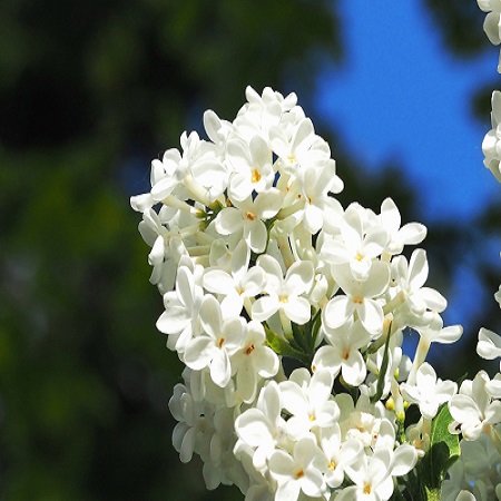 Syringa vul. Madame Lemoine