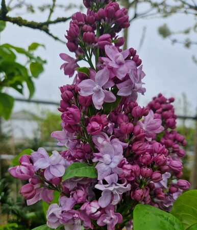 Syringa vul. Prince Wolkonsky