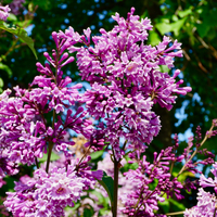 Syringa x josiflexa Royalty