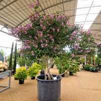 Syringa x josiflexa Royalty