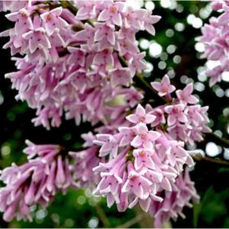 Syringa x josiflexa Royalty