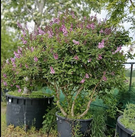 Syringa x josiflexa Royalty | Order online @ Tendercare