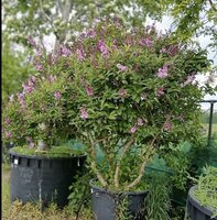 Syringa x josiflexa Royalty | Order online @ Tendercare