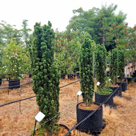 Taxus bac. Fastigiata Robusta