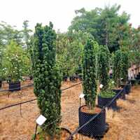 Taxus bac. Fastigiata Robusta