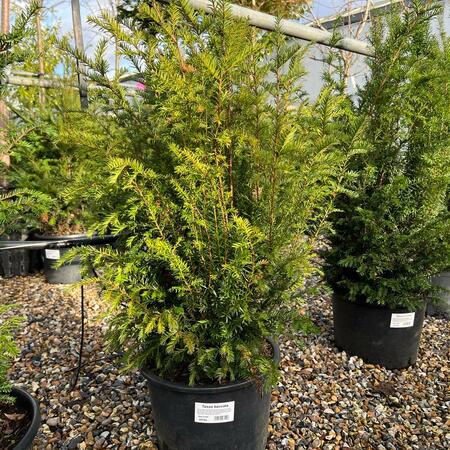 Taxus baccata