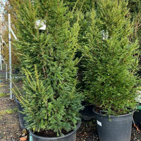 Taxus baccata