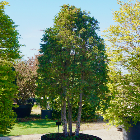 Taxus baccata