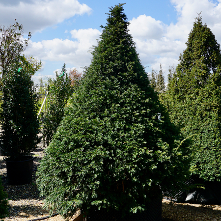 Taxus baccata