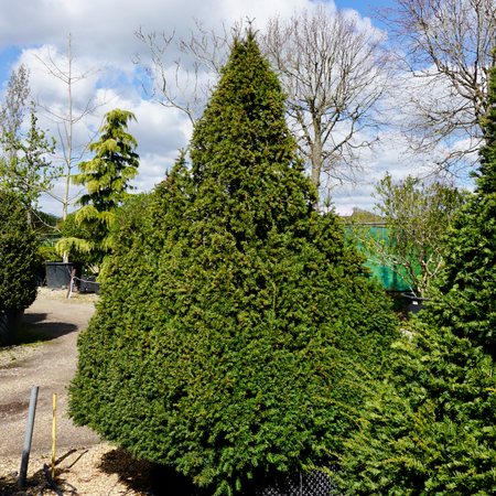 Taxus baccata