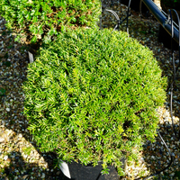 Taxus baccata