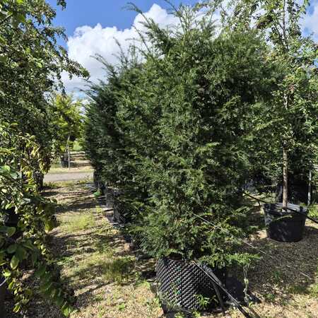 Taxus baccata