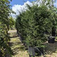 Taxus baccata