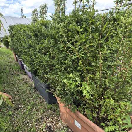 Taxus baccata