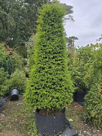 Taxus baccata
