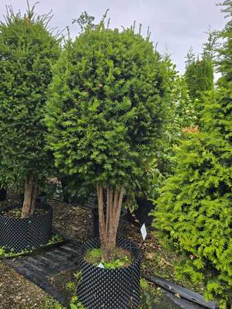 Taxus baccata
