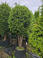 Taxus baccata