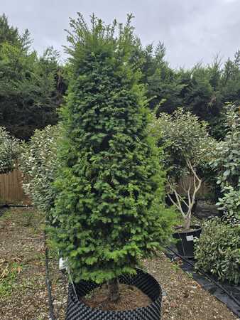 Taxus baccata | Order online @ Tendercare